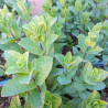 Menta Gradina lui Barbu 30g 