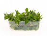 Oregano Gradina lui Barbu 30g