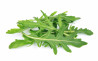 Rucola Grădina lui Barbu