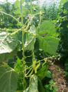 Fasole galbena lata Legume Fructe Martin