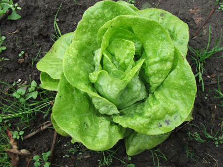 Salata verde Legume Fructe Martin