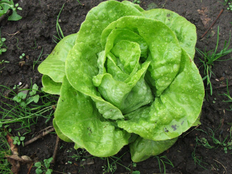 Salata verde Legume Fructe Martin