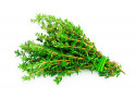 Cimbru Gradina lui Barbu 30 gr