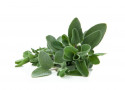 Salvie Gradina lui Barbu 30g
