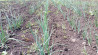 Ceapa verde Legume Fructe Martin