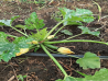 Zucchini Ferma Martin