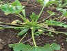 Zucchini Ferma Martin