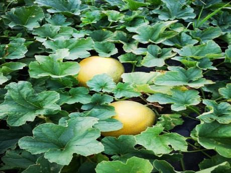 Pepene galben Bio România