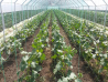 Castraveti cornichon Legume Fructe Martin