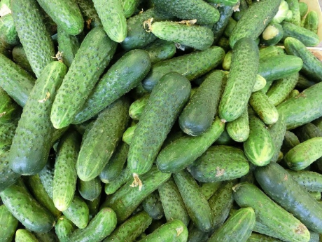 Castraveti cornichon Legume Fructe Martin