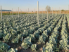 Varza albă Noua Legume Fructe Martin