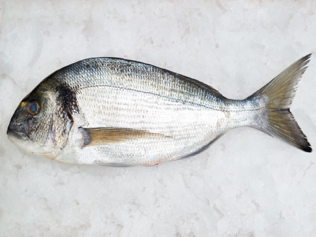 Dorada