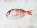 Dorada Rosie salbatica Grecia 0.8/1