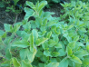 Oregano Gradina lui Barbu 30g