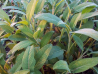 Salvie Gradina lui Barbu 30g