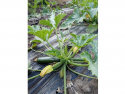 Zucchini BIO Ferma Ecologică