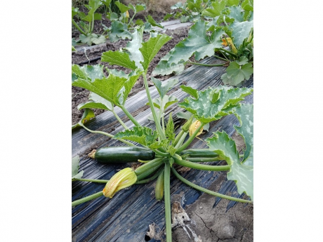 Zucchini BIO Ferma Ecologică