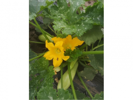 Dovlecei Bio Ferma Ecologică
