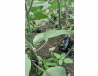 Vinete Legume Fructe Martin