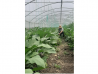 Vinete Legume Fructe Martin