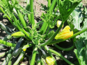 Zucchini Ferma Martin