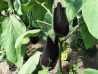 Vinete Legume Fructe Martin