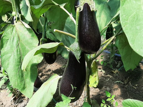 Vinete Legume Fructe Martin