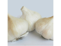 Usturoi Bio