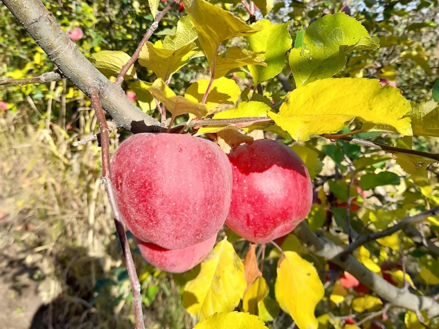 Mere roșii Florina BIO