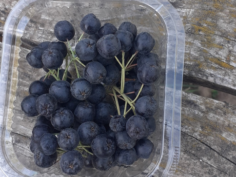 Aronia Grădina lui Barbu
