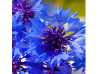 Noapte înstelată: Petale de flori comestibile - Floare de colț- Vanissa