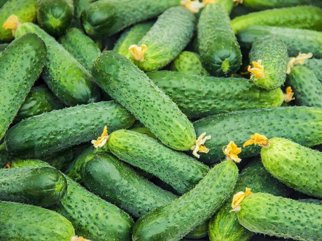 Castraveți Bio