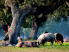 Solomillo Iberico – Muşchi de porc iberic