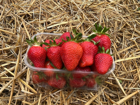 Căpșuni România 250g Rodagria