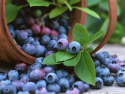 Afine Bio