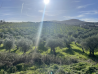 RARUM® EVOO - Master Blender Collection, micro-lot no. R25/2024