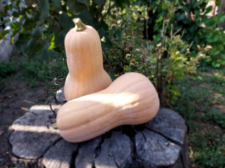 Dovleac plăcintar Ferma Martin