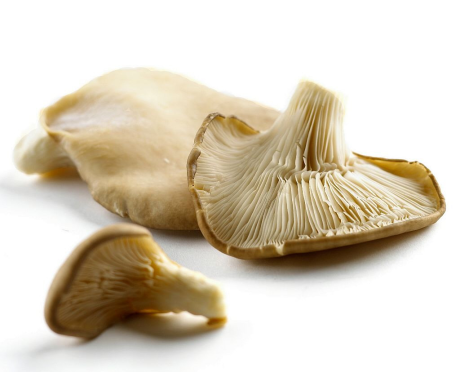 Ciuperci Pleurotus
